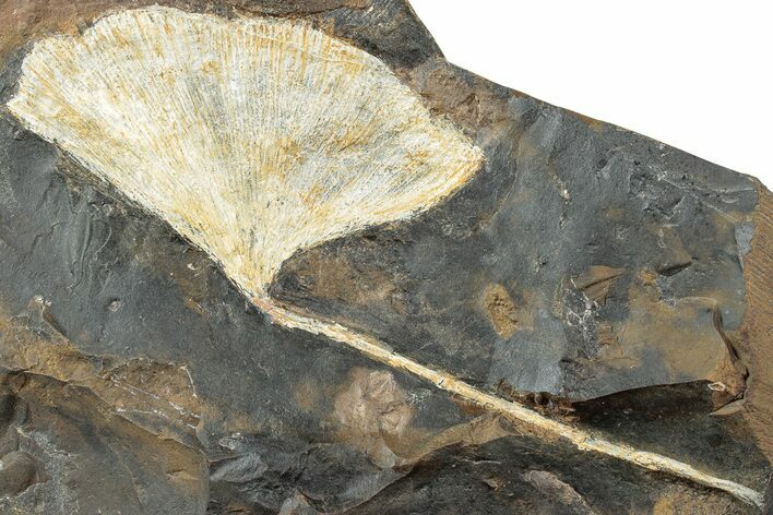 Fossil Ginkgo Leaf From North Dakota - Paleocene #232003